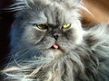 Fluffy gray cat resting FREE Stock Photo, cat,  gray cat,  fluffy cat picture