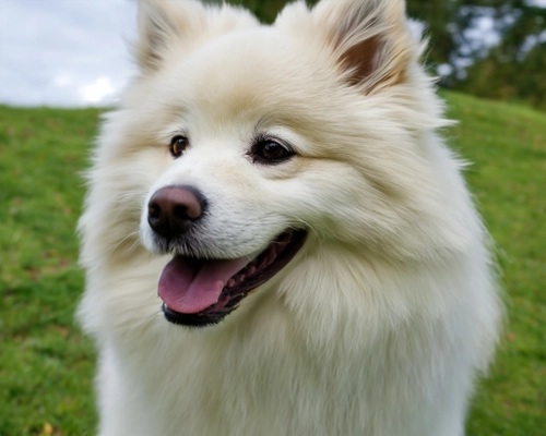 Fluffy White Dog FREE Stock Photo, dog,  fluffy,  white picture