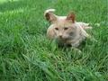 Cat lying in green grass FREE Stock Photo, cat, pets, grass picture