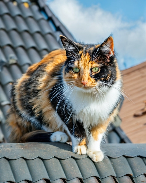 Vibrant Calico Cat FREE Stock Photo, cat,  calico,  pet picture