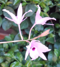 Delicate Pink Flowers with Green Leaves FREE Stock Photo, pink flowers,  dark center,  green leaves picture